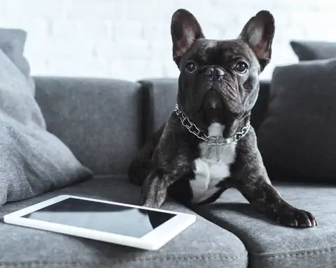 SEO para clínicas veterinarias
